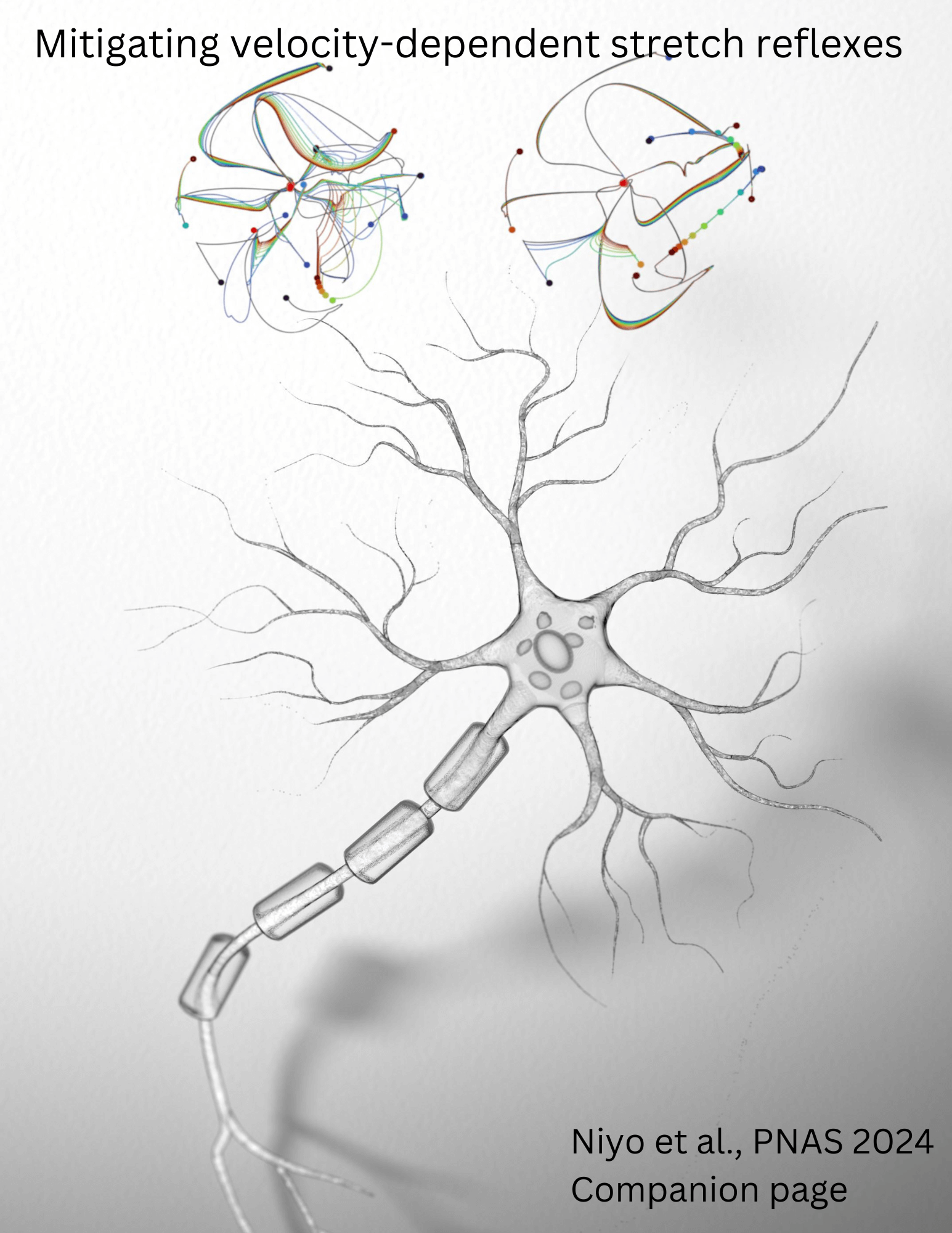 Rendering of a motoneuron in the spinal cord which activates your muscles, image credit: Jarrod Chatham